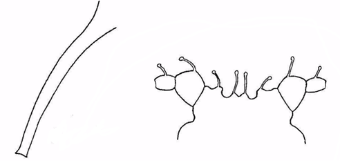 Diagram of strawberry aphid siphunculus (left) and forehead (right). 